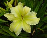 Flower of daylily named Abednego