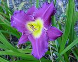 Flower of daylily named Nite Air