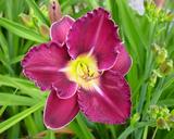 Flower of daylily named Noble Lord