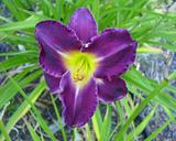 Flower of daylily named Nordic Night