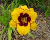 Flower of daylily named Now And Zen
