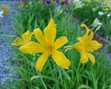 Flower of daylily named Nutmeg Elf