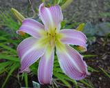 Flower of daylily named Orchid Corsage