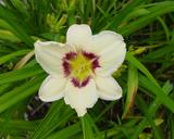 Flower of daylily named Pandora's Box