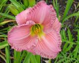 Flower of daylily named Patrician Splendor