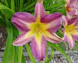 Flower of daylily named Persiflage