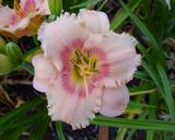Flower of daylily named Pink Cotton Candy