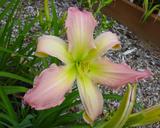 Flower of daylily named Pink Windmill