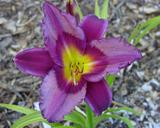 Flower of daylily named Popol Vuh