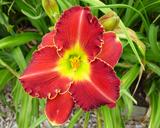 Flower of daylily named Potion For Passion