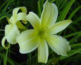 Flower of daylily named Prairie Moonlight