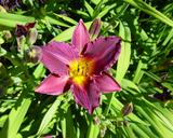 Flower of daylily named Punk