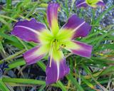 Flower of daylily named Purple Arachne