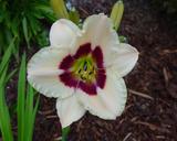Flower of daylily named Raspberry Candy