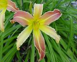 Flower of daylily named Ribbon Candy