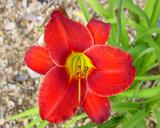Flower of daylily named Rodeo Cowboy