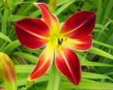 Flower of daylily named Ruby Spider