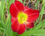 Flower of daylily named San Juan Sunset
