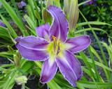 Flower of daylily named Satin Bird
