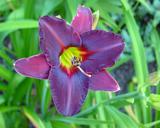 Flower of daylily named Black On Black