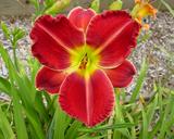 Flower of daylily named Sherwood Chief