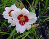 Flower of daylily named Siloam Gumdrop