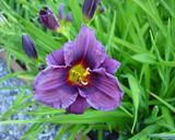 Flower of daylily named Siloam Plum Tree