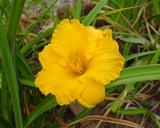 Flower of daylily named Siloam Special