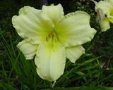 Flower of daylily named So Lovely