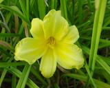 Flower of daylily named So Sweet