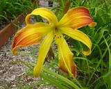 Flower of daylily named Spindazzle