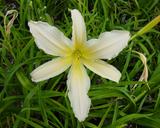 Flower of daylily named Spiral Charmer