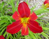 Flower of daylily named Stars And Stripes