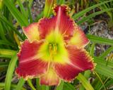 Flower of daylily named Startle