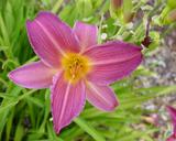 Flower of daylily named Sugar Candy