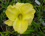 Flower of daylily named Summertime Splendor