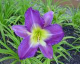 Flower of daylily named Swallow Tail Kite