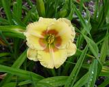 Flower of daylily named Sweet Pepper