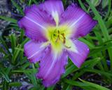 Flower of daylily named Swirling Water