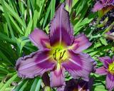 Flower of daylily named Trahlyta
