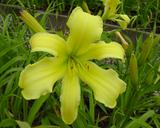 Flower of daylily named Twist Of Lemon