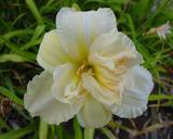 Flower of daylily named Vanilla Fluff