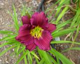 Flower of daylily named Velvet Shadows