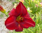 Flower of daylily named Vohann