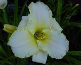 Flower of daylily named Wedding Band
