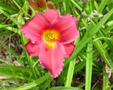 Flower of daylily named Wine Delight