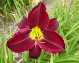 Flower of daylily named Wine Light