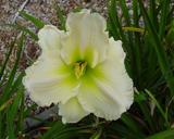 Flower of daylily named Winter Frost