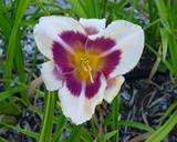 Flower of daylily named Yum Yum Plum