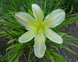 Flower of daylily named Asterisk